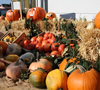 Kürbismarkt in Büchenbach
